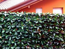 Siepe Finta Artificiale Foglia Photinia Sintetica  - 12 moduli cm 50X50 = 3 m2