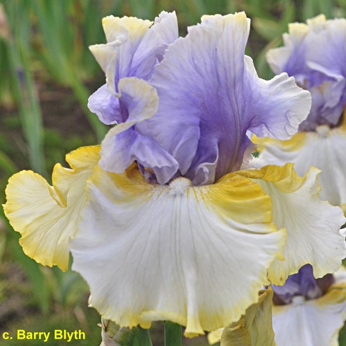 Iris easter charm keith - tb., 'easter