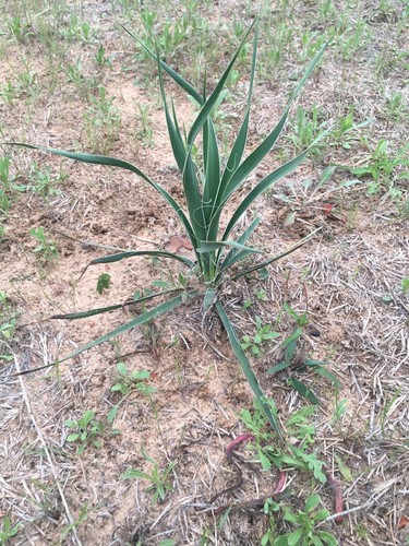 Yucca plants starter - plants, 🌱