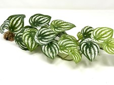 LG 15" lungo ANGURIA vite a