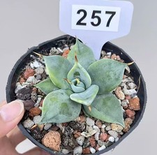 Vaso 10 cm agave senza spina