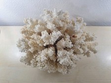 ? Enorme Corallo PREZZO TRATTABILE Bianco Vintage Raro Collezione Naturale Rami