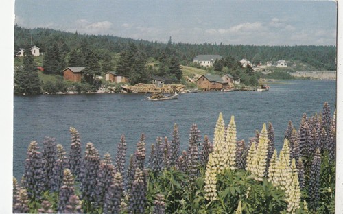Bf17973 lupines row wild - row,