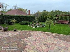 50 piante da siepe a crescita