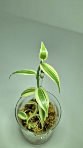 Vanilla planifolia albo - planifolia,