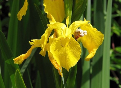Photo 6x4 yellow - photo,