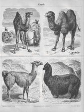 Kamel Dromedar Lama Alpaka