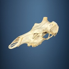 555SKU Teschio di cervo