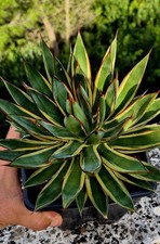 Agave Burgundy Marginata 