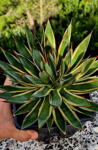 Agave burgundy marginata - agave,