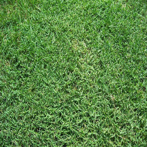 Semi erba bermuda panama 1 - erba,