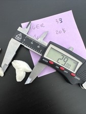 Rarissimo dente di squalo