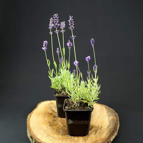 Lavanda sempreverde pianta - sempreverde,,