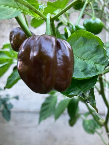 Habanero chocolate 17 - habanero, (secco)