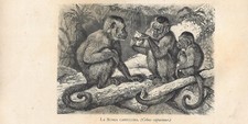 Stampa antica SCIMMIE CEBO