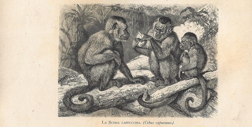 Stampa antica scimmie cebo - stampa,
