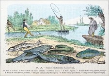 POISSONS TÉLÉOSTÉENS -