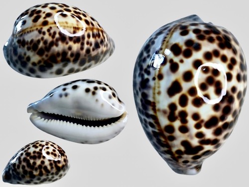 Cypraea tigris schilderiana
