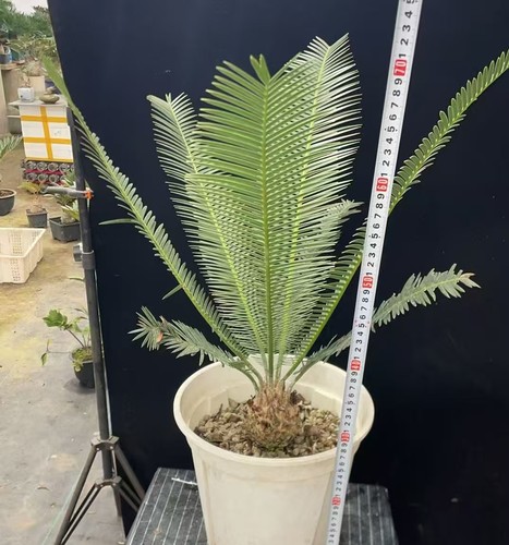Dioon edule wysiwyg - dioon,