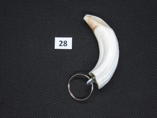 Wild boar tusk pendant no - wild,