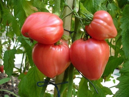Pomodoro miele rosa russo - ,
