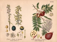 FIORI Pruno o Susino - Sorbo domestico  STAMPA ANTICA BOTANICA del 1910
