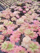 Pinguicula Cluster -  Live