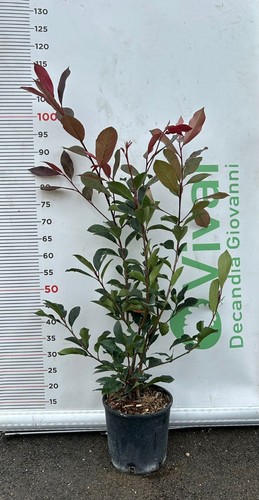 Piante photinia v18 h - v18,