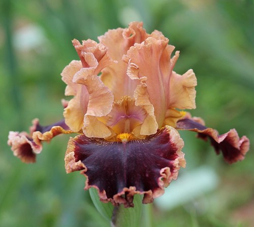 Iris cowboy culture - tb,