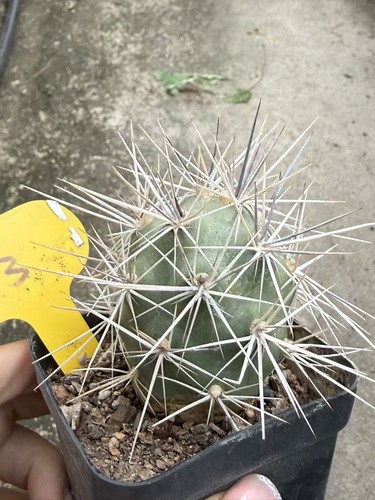 Tephrocactus geometricus spine
