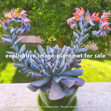 Echeveria runyonii 'Topsy Turvy' - Vaso 5 cm