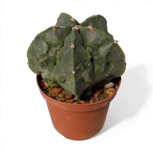 Astrophytum myriostigma - astrophytum,