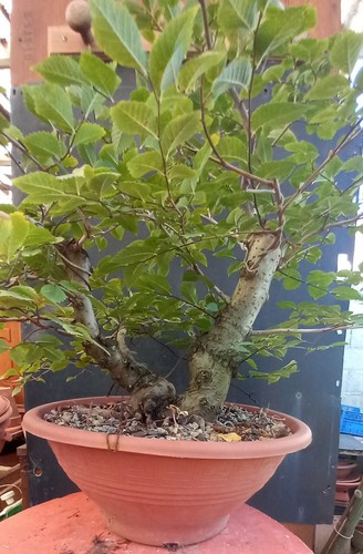 Prebonsai olmo pumila - di,