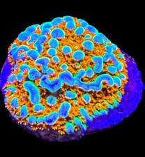 Live Coral Montipora Aquaman