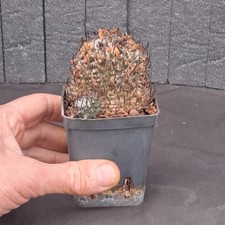 Turbinicarpus klinkerianus