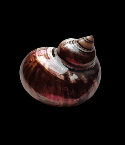 Shell conchiglia turbo - shell,