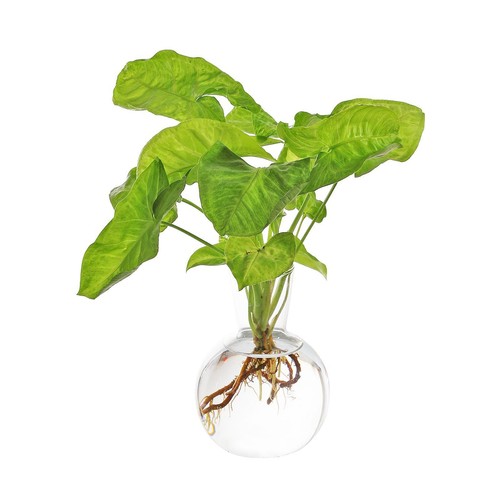 Trasparente sfera bud vaso - sfera,