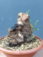 Bonsai Olivastro 23x20cm In