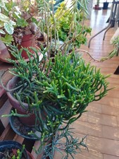 2 Talee Crassula Muscosa