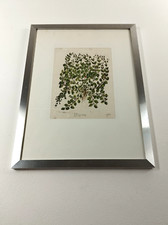 MATTIOLI  Giorgio Liberale 1565 - ALSINE (49-37 cm) Xilografia Botanica Cornice