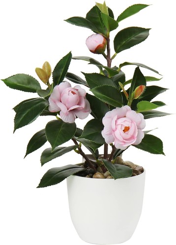 Briful camelia pianta - briful,