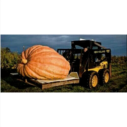Zucca gigante atlantic - gigante,