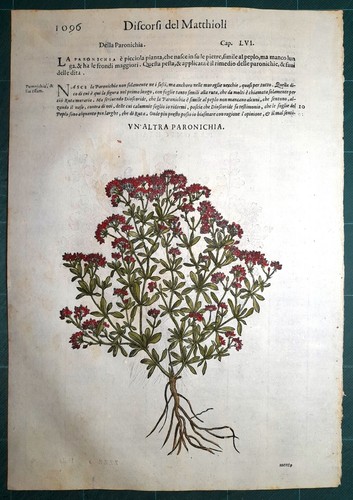Stampa antica mattioli - antica,