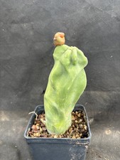 LOPHOCEREUS SCHOTTII F. MONSTER CACTUS PIANTE GRASSE AGAVE 1325