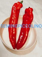 40 Semi Peperone Corno Rosso