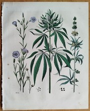 Canapa cannabis sativa - sativa, libro