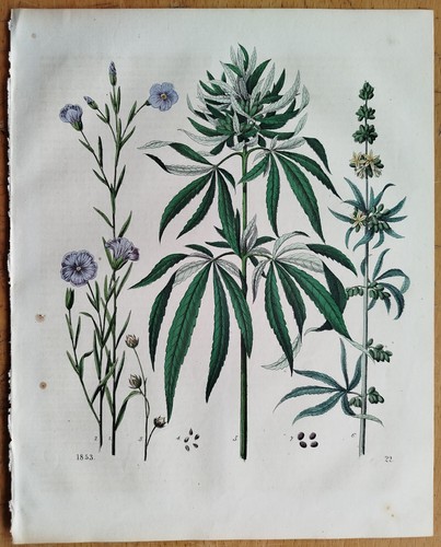 Canapa cannabis sativa libro - cannabis,