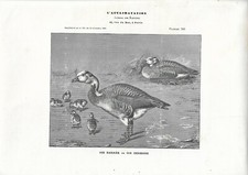 Stampa antica oca indiana - stampa,