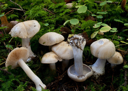 Cortinarius caesiostramineus - cortinarius,