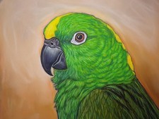 Dipinto originale pappagallo